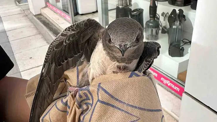 Elazığ'da yaralı ebabil, tedavi altına alındı
