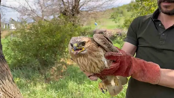 Elazığ'da yaralı halde bulunan şahin ekiplere teslim edildi