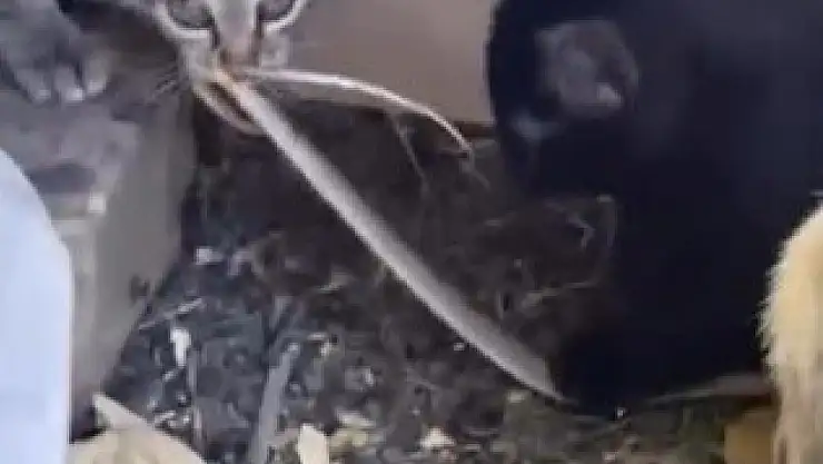 Elazığ'da yavru kedilerin yılanla oynaması kamerada