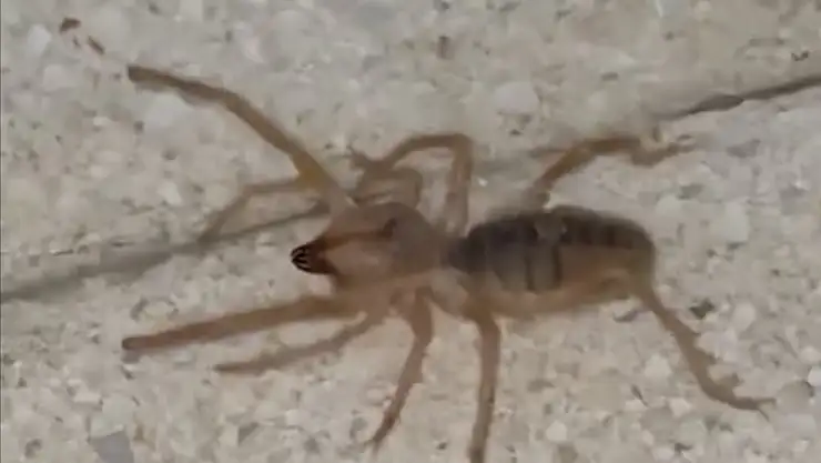 Elazığ'da zehirli etçil sarı kız örümceği görüntülendi