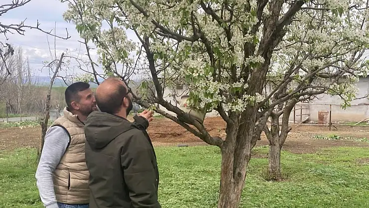 Elazığ'da zirai don sonrası hasar tespit çalışmaları sürüyor