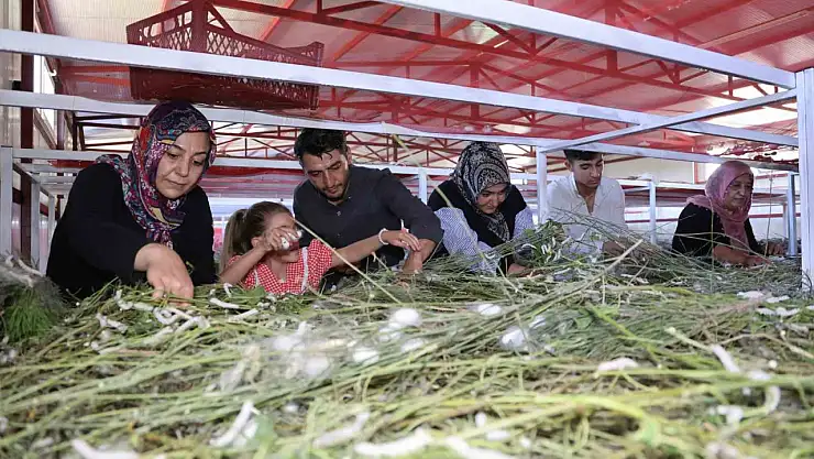 Elazığ tarihinin en büyük ipek böcekçiliği çiftliğini kurdu: Onlarca yeni üreticiye ilham oldu