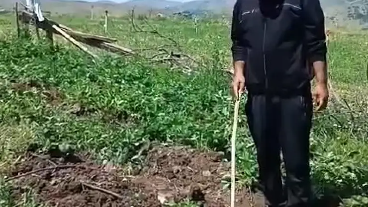 Elazığlı çiftçi, çilek bahçesini talan eden domuzlara sitem etti