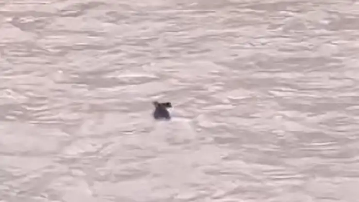 Fırtınanın çaya sürüklediği yaban domuzu hayatta kalmayı başardı