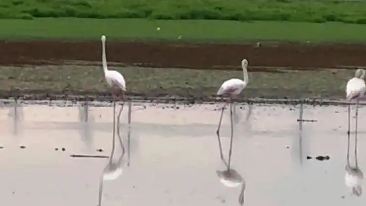 Göç yolunda olan flamingolar Diyarbakır'da mola verdi