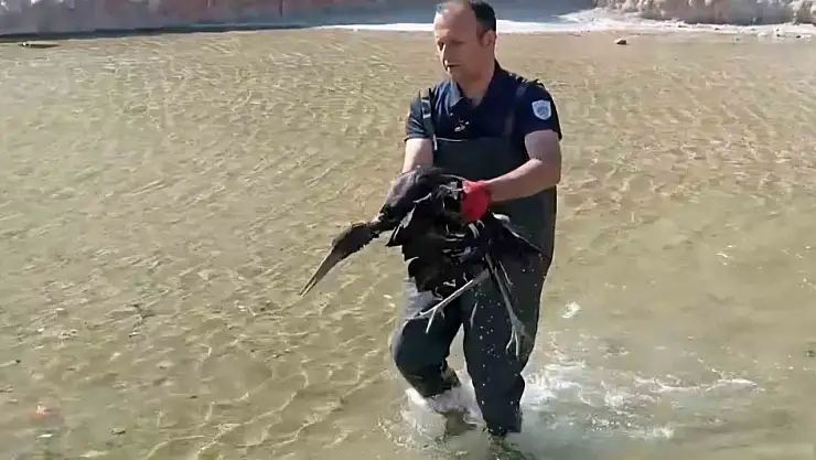 Havuza düşen yaralı leylek koruma altına alındı