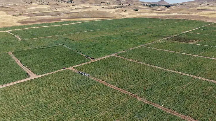 İki bin dönüme domates eken üretici: 'Dışarıda 25 liraya alacağınıza tarladan 8 liraya alın'