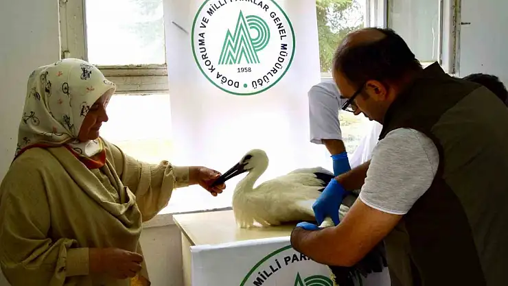 İlk uçuşunda yere çakılan yavru leylek, koruma altına alındı