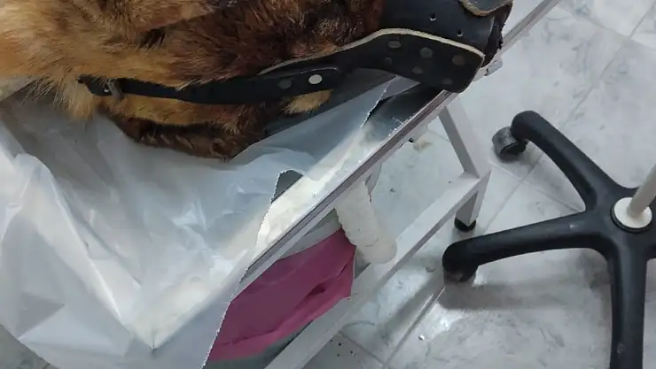 Isırdığını iddia ettiği köpeği silahla vurdu, sahipleri şikayetçi oldu