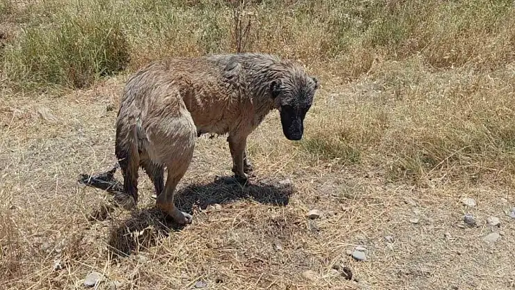İtfaiye ekipleri kanala düşen köpeği kurtardı