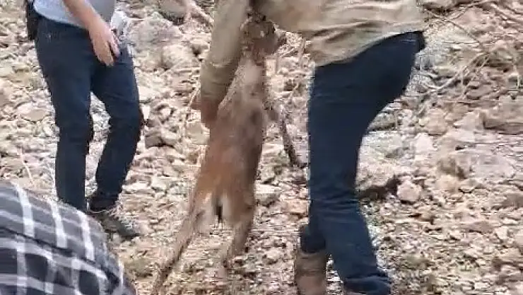 Kayalıklarda mahsur kalıp suya atlayan yavru dağ keçisi kurtarıldı