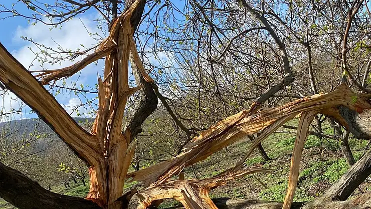 Kayısı bahçesine düşen yıldırım ağaçları parçaladı
