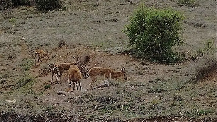 Keban'da koruma altındaki dağ keçileri sürü halinde görüntülendi