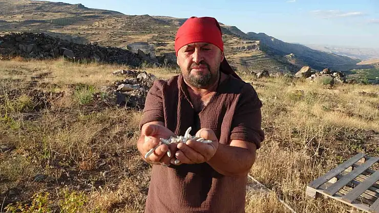 Kendiliğinden yetişiyor, kilosu 10 bin TL'ye satılıyor