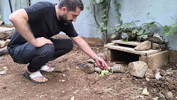 Kıraathane sahibi aç kalan kaplumbağaları sahiplendi