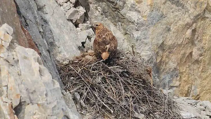 Kızıl şahin yavrusu son anda kurtarıldı