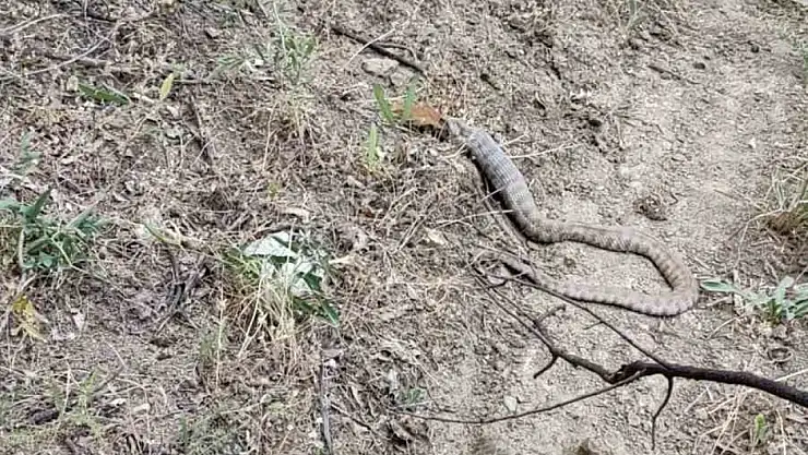 Koca engerek, sincabı yuttu