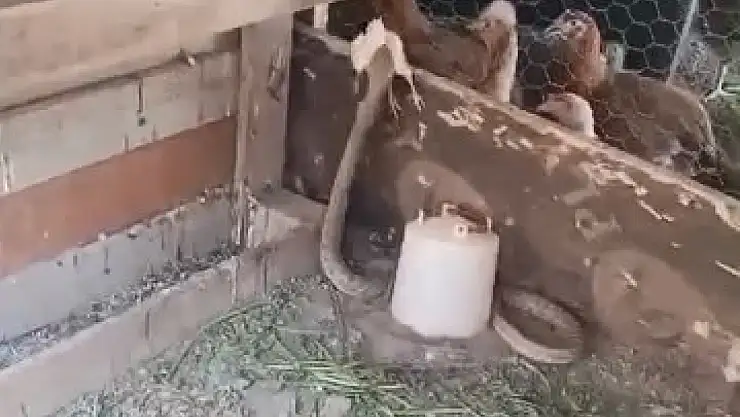 Kümese giren yılan civcivi telef etti