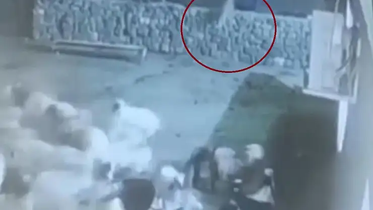 Kurt, ağıldaki sürüye böyle daldı: Kurdun kaptığı koyun ölü taklidi yaparak kurtuldu