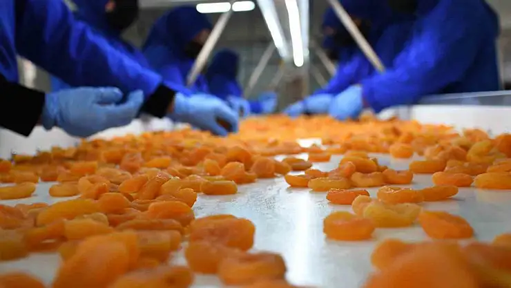 Kuru kayısı dış ticaretinde düşüş sürüyor