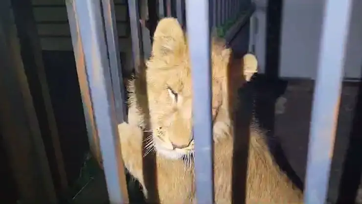 Kuşadası'nda göçmen Faciası: Takip Edilen İz İzmir'de Yavru Kaplan Ve Silahları Ortaya Çıkardı!