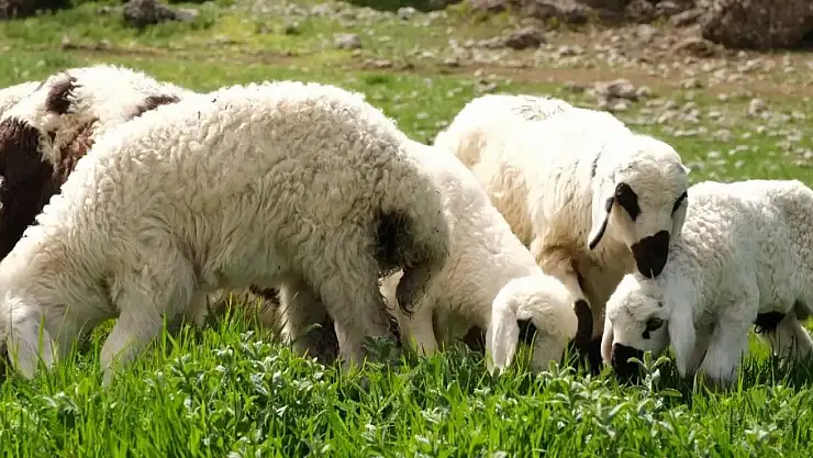 Kuzu ve oğlak desteklerinde ikinci başvuru dönemi başladı