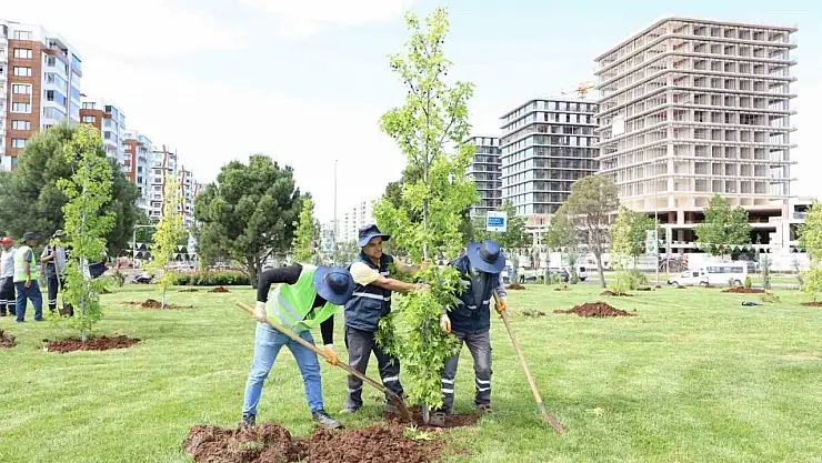 Mahabad Bulvarında peyzaj çalışmaları devam ediyor