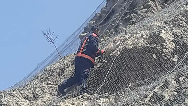 Malatya'da ağa takılan 2 yaban keçisi kurtarıldı