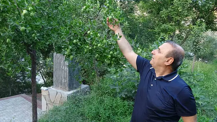 Malatya'da alternatif ürün hünnaptan yüksek verim alındı