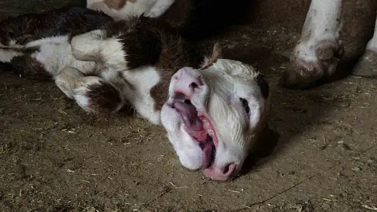 Malatya'da çift başlı doğan buzağı şaşırttı