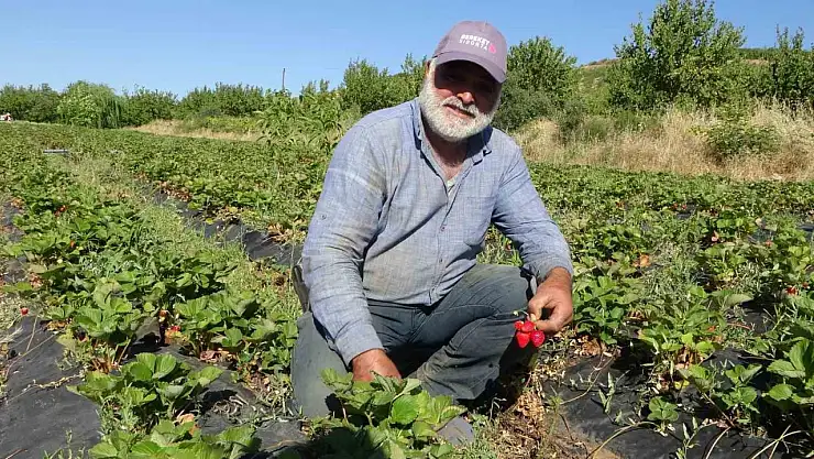 Malatya'da çilek hasadı yüzleri güldürüyor