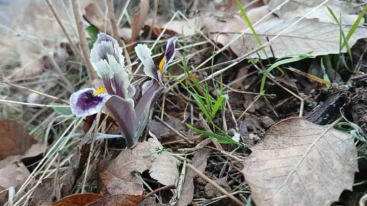 Malatya'da kar yağışı devam ederken Pütürge'de nevruz ve badem ağaçları çiçek açtı