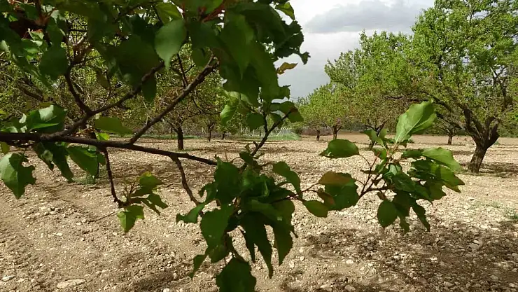 Malatya'da kayısı ağaçları yeniden yeşerdi