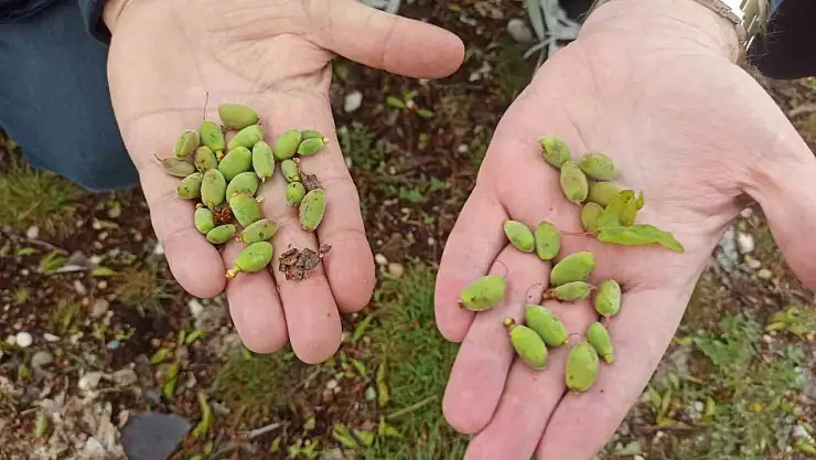 Malatya'da kayısı üreticilerine doludan korunma yöntemleri uyarısı