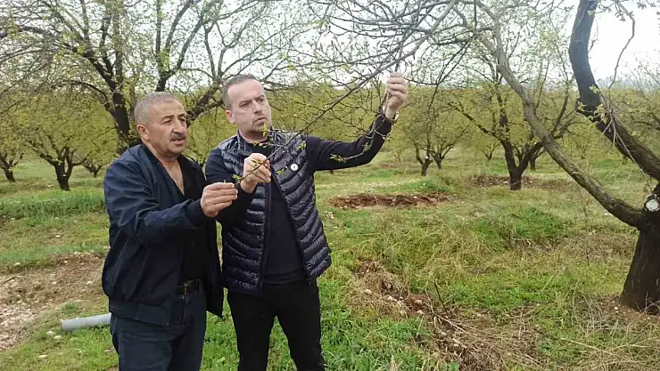 Malatya'da kayısıyı dolu vurdu