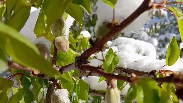 Malatya'da kayısıyı zirai don vurdu