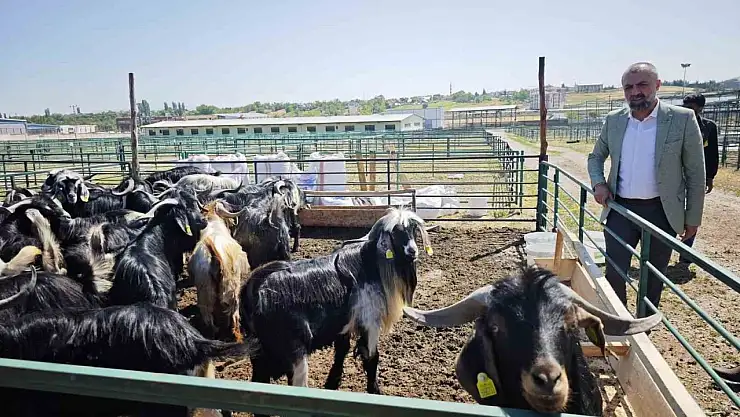 Malatya'da Kurban Pazarı hareketlendi ancak satışlar durgun