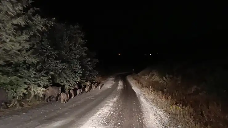 Malatya'da yaban domuzu sürüsü görüntülendi
