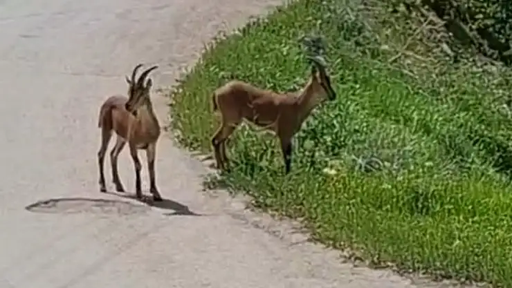 Malatya'da, yaban keçileri kayısı bahçesine indi
