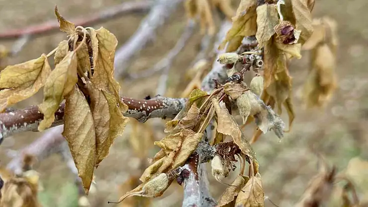Malatya'da yakın tarihin en şiddetli zirai donu yaşandı