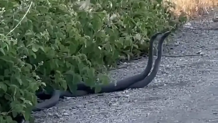 Malatya'da yılanların çiftleşme dansı kameraya yansıdı