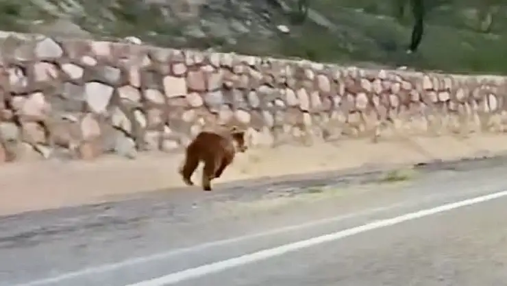 Malatya'da yola çıkan ayı kameraya yansıdı