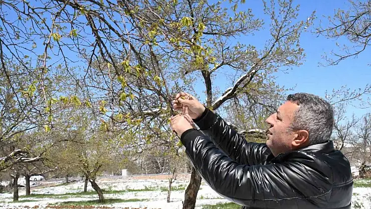 Malatya'da zirai don felaketi