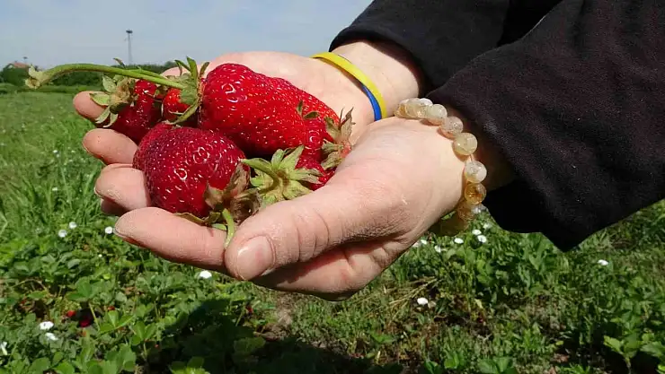 Malatya'da zirai donun ardından ilk hasat çilekten geldi