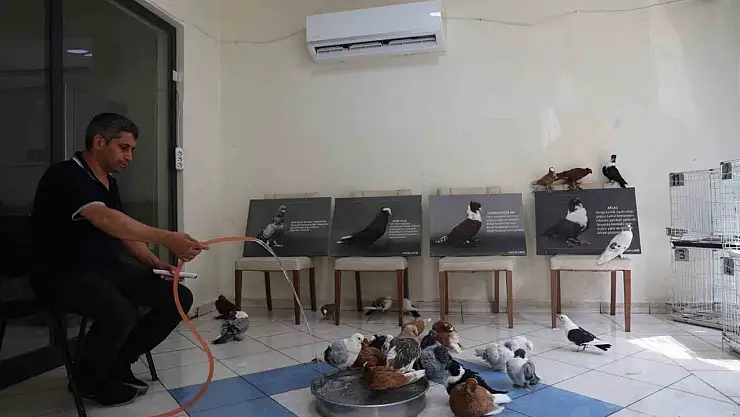 Milyonluk yerli ırk güvercinlere kavurucu sıcakta 5 yıldızlı otel konforunda hizmet