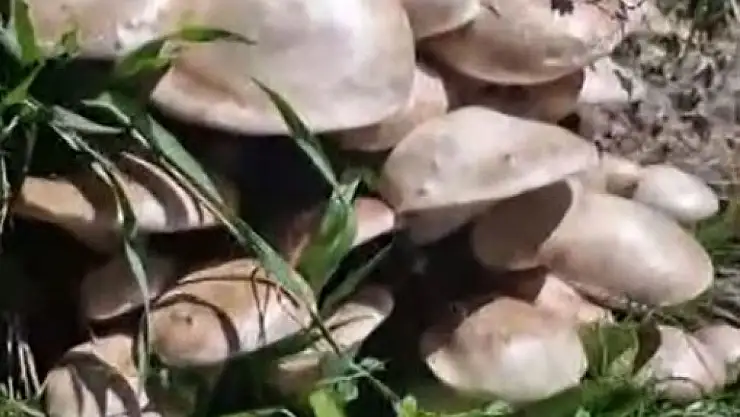 Munzur Dağları'nda mantar tarlasına denk geldi