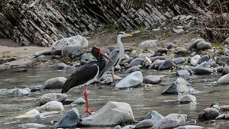 Nadir görülen kara leylek Pülümür Çayında objektiflere yansıdı