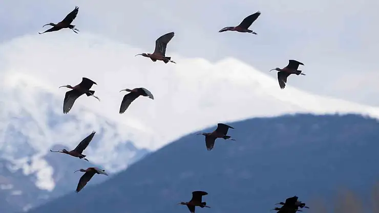 Nesli azalan Çeltikçi kuşları, Tunceli'de ilk defa görüntülendi