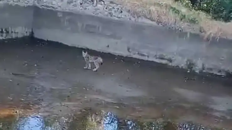 Nesli tehdit altındaki vaşak Elazığ'da görüntülendi