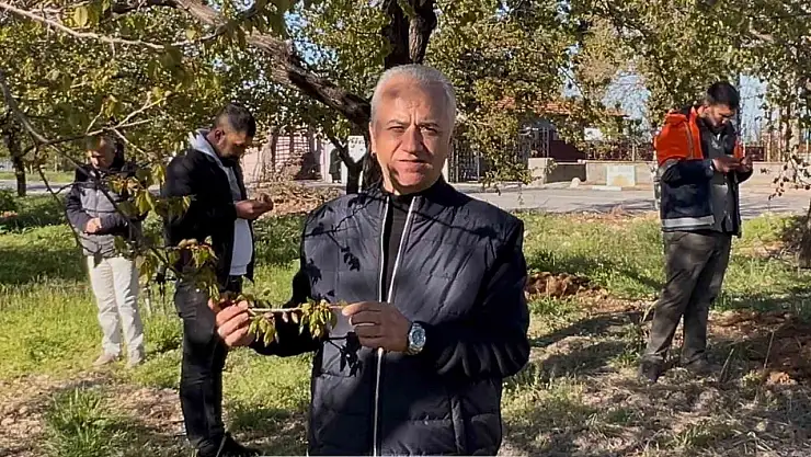 Özköse, zirai donun vurduğu kayısı bahçesinde incelemelerde bulundu